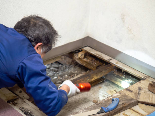 Best Residential Mold Removal  in Poway, CA
