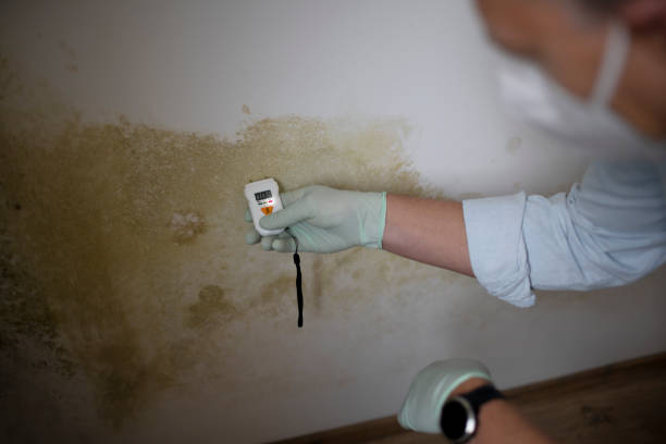 Professional Mold Removal in Poway, CA
