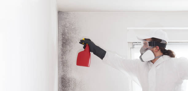 Best Professional Mold Removal  in Poway, CA