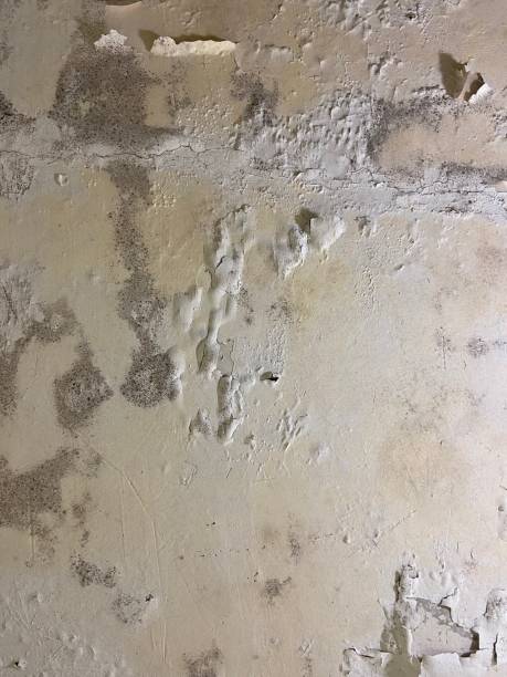 Best Best Mold Removal Companies  in Poway, CA