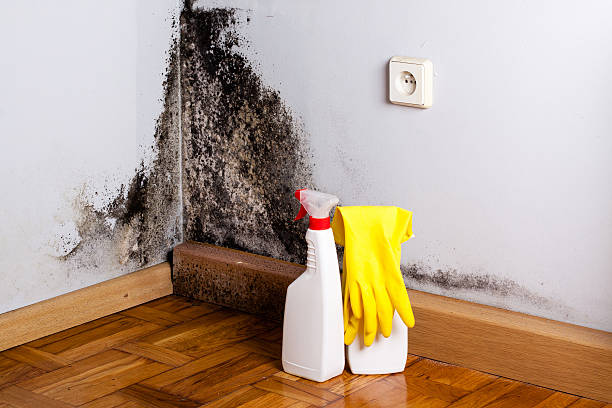 Mold Removal Process in Poway, CA