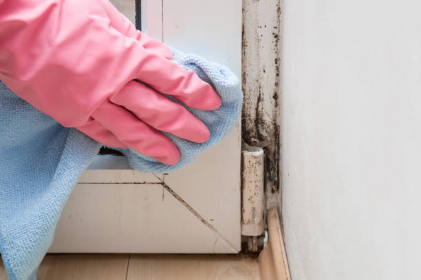 Mold Testing and Removal in Poway, CA