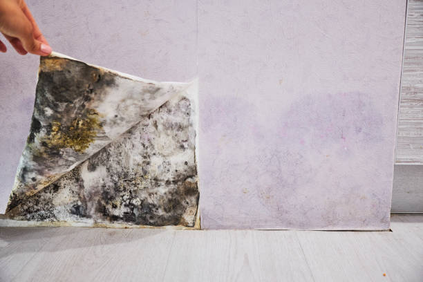 Best Emergency Mold Removal  in Poway, CA